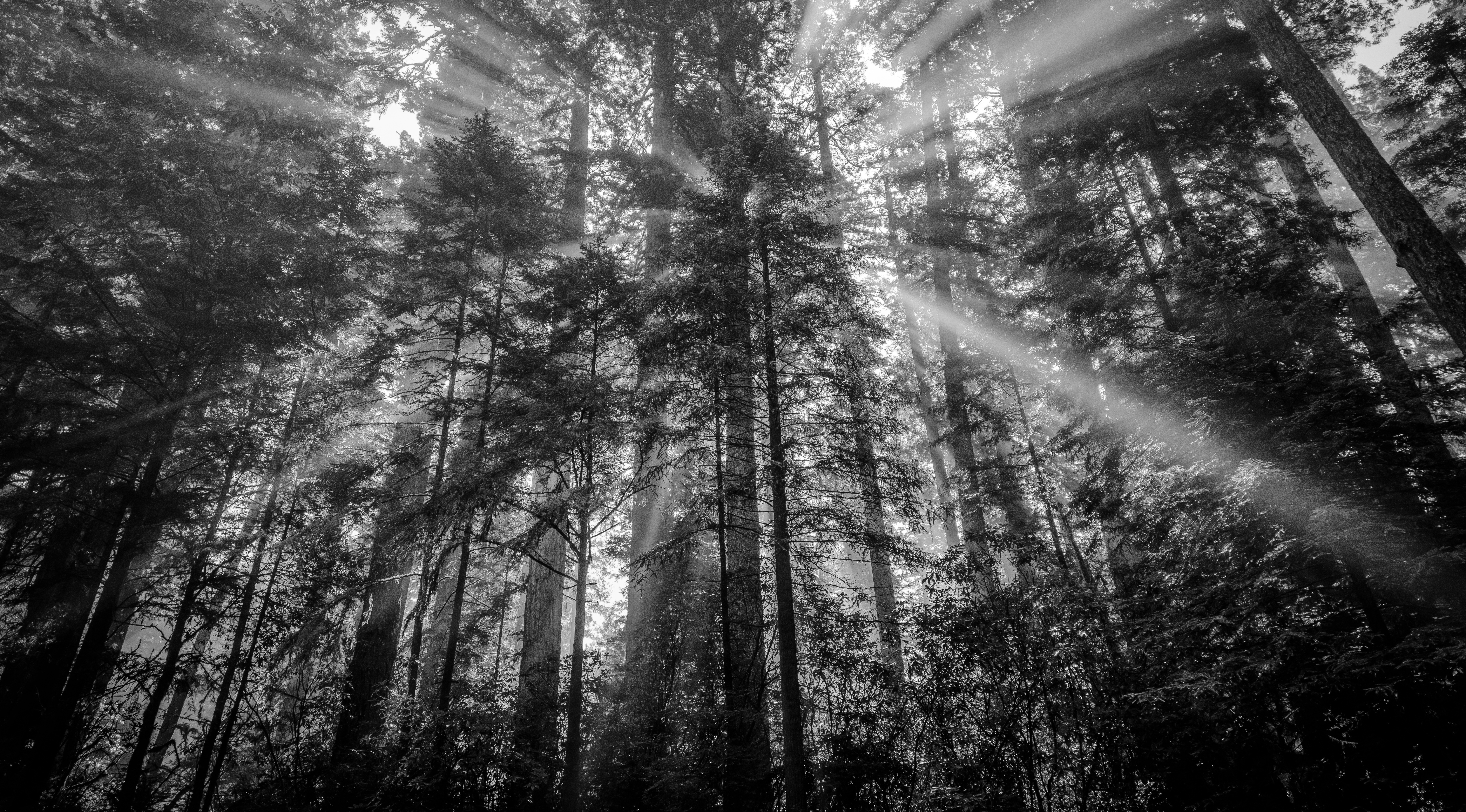RedwoodsBlackandWhite.jpg